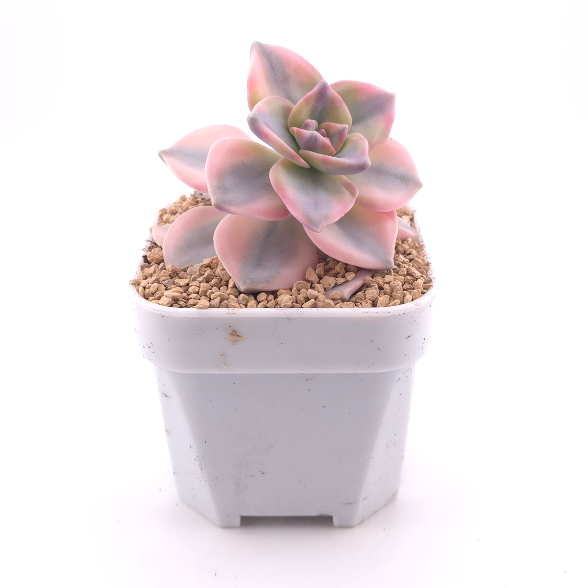 Graptopetalum ‘Purple Delight’ variegated | 紫樂錦 thumbnail 3