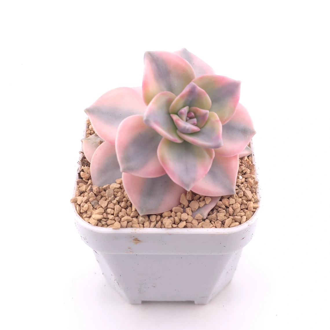 Graptopetalum ‘Purple Delight’ variegated | 紫樂錦 thumbnail 2