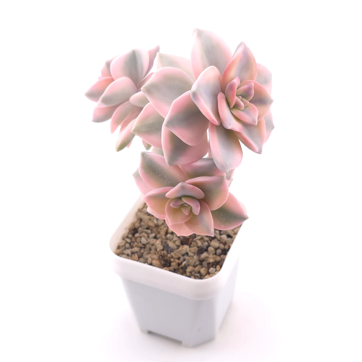 Graptopetalum ‘Purple Delight’ variegated | 紫樂錦 thumbnail 2