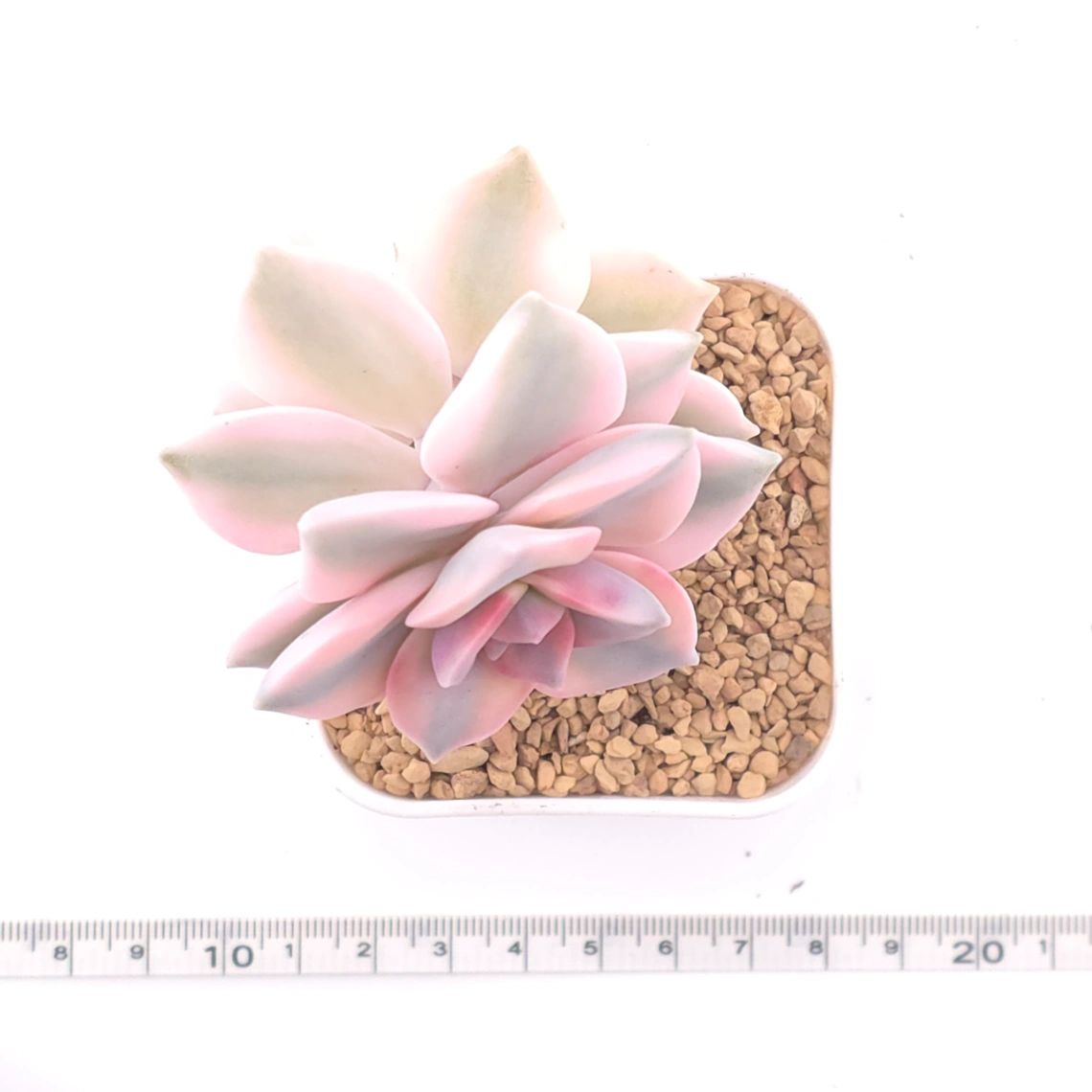 Graptopetalum ‘Purple Delight’ variegated | 紫樂錦 thumbnail 4