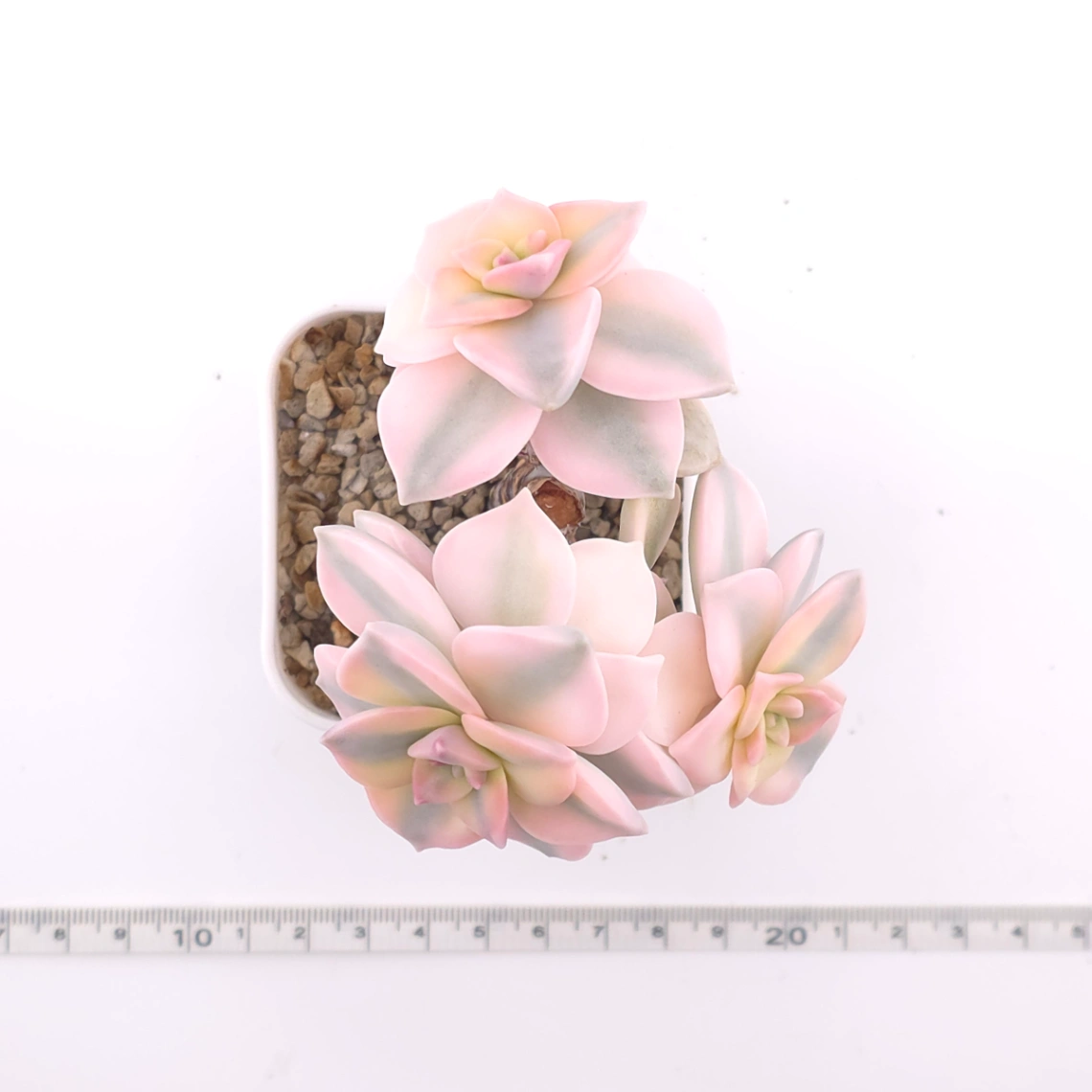 Graptopetalum ‘Purple Delight’ variegated | 紫樂錦 thumbnail 4