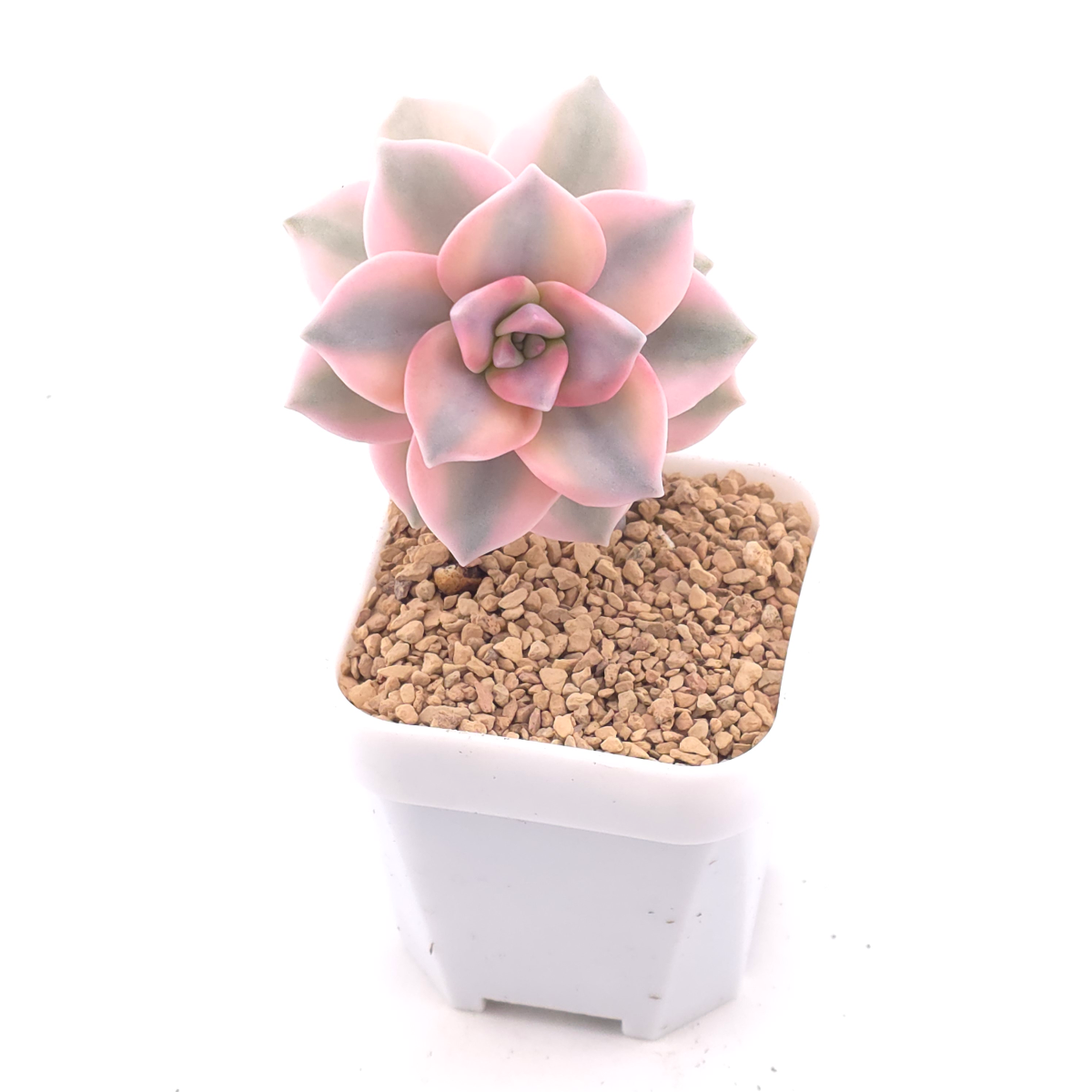 Graptopetalum ‘Purple Delight’ variegated | 紫樂錦 thumbnail 2