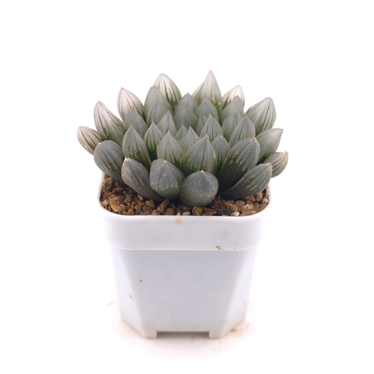 Haworthia 'Black Skin' | 黑肌玉露 thumbnail 3