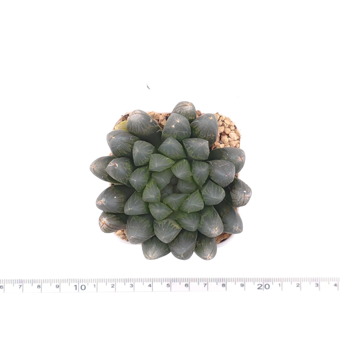 Haworthia 'Black Skin' | 黑肌玉露 thumbnail 4