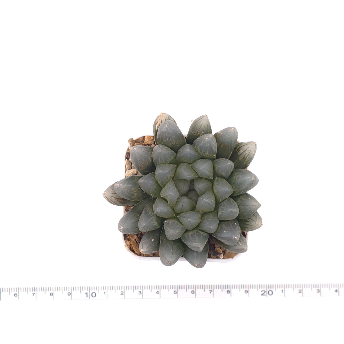 Haworthia 'Black Skin' | 黑肌玉露 thumbnail 4