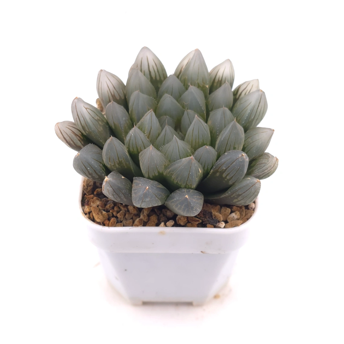 Haworthia 'Black Skin' | 黑肌玉露 thumbnail 2