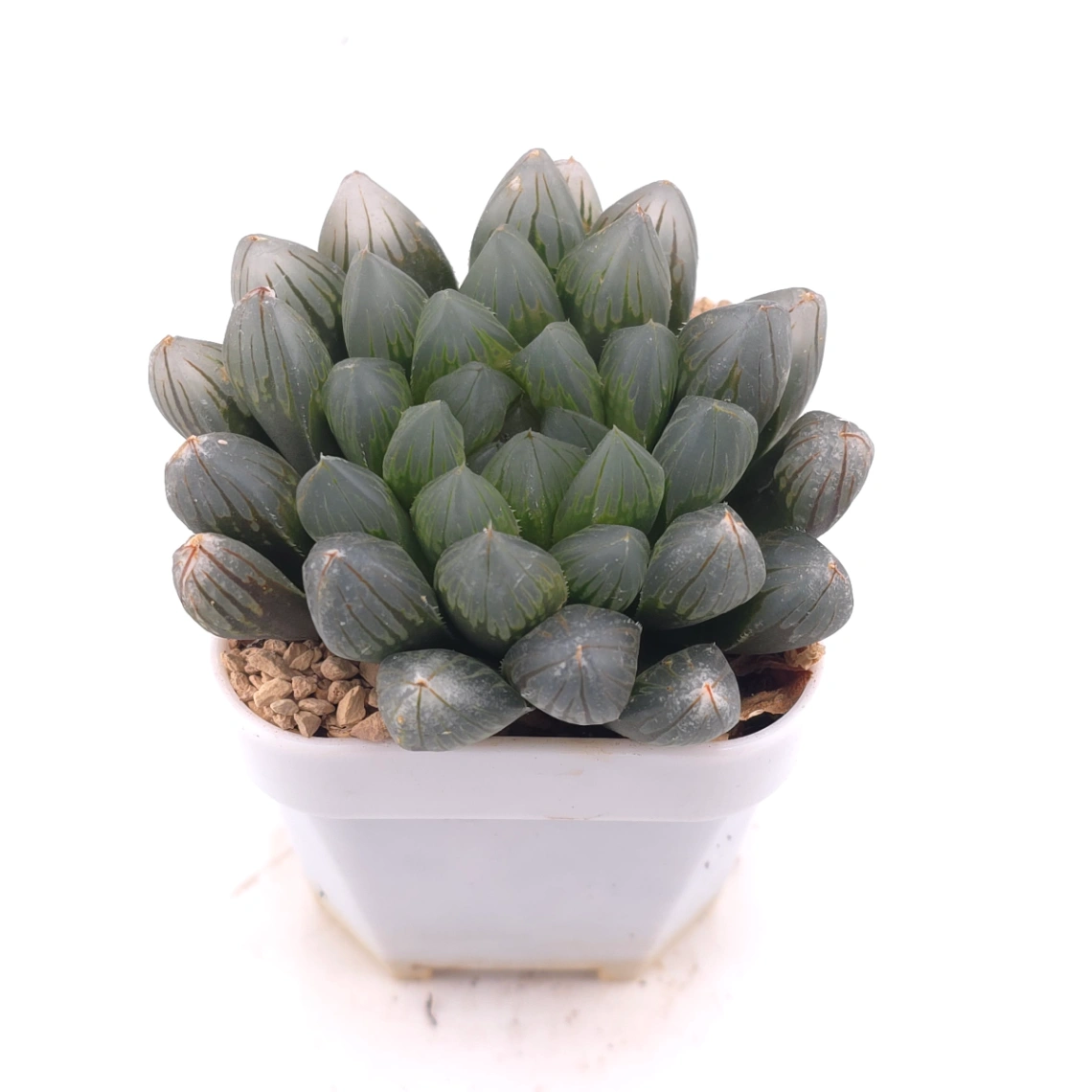 Haworthia 'Black Skin' | 黑肌玉露 thumbnail 2