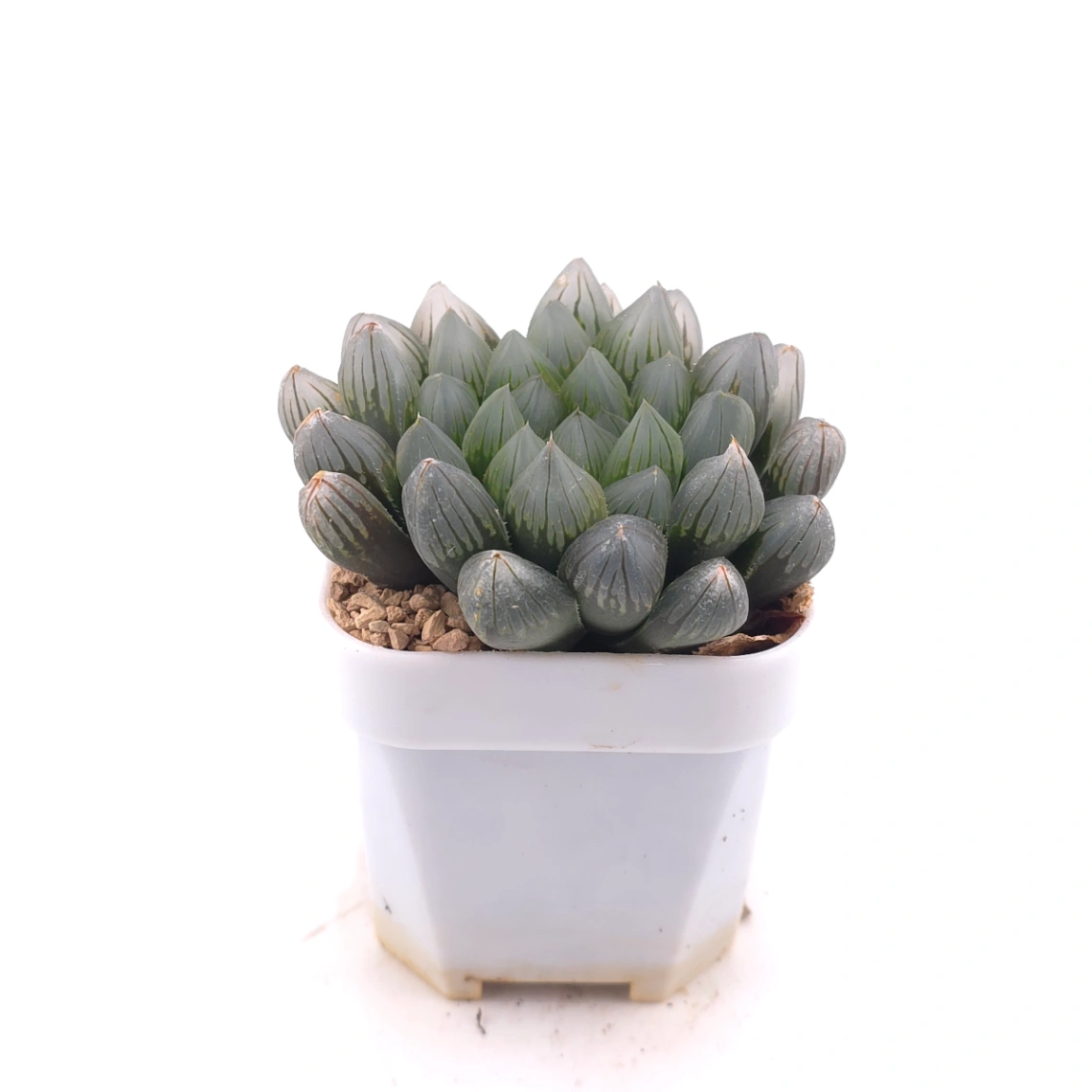 Haworthia 'Black Skin' | 黑肌玉露 thumbnail 3