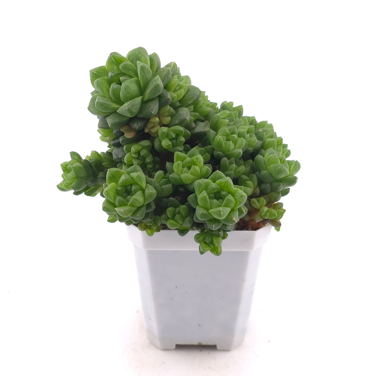 Haworthia cooperi | 草玉露 thumbnail 3