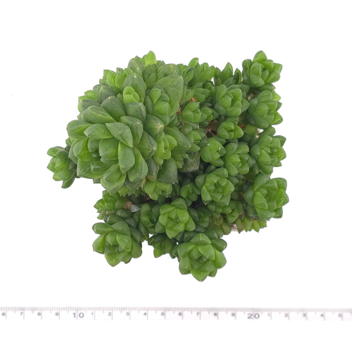 Haworthia cooperi | 草玉露 thumbnail 4