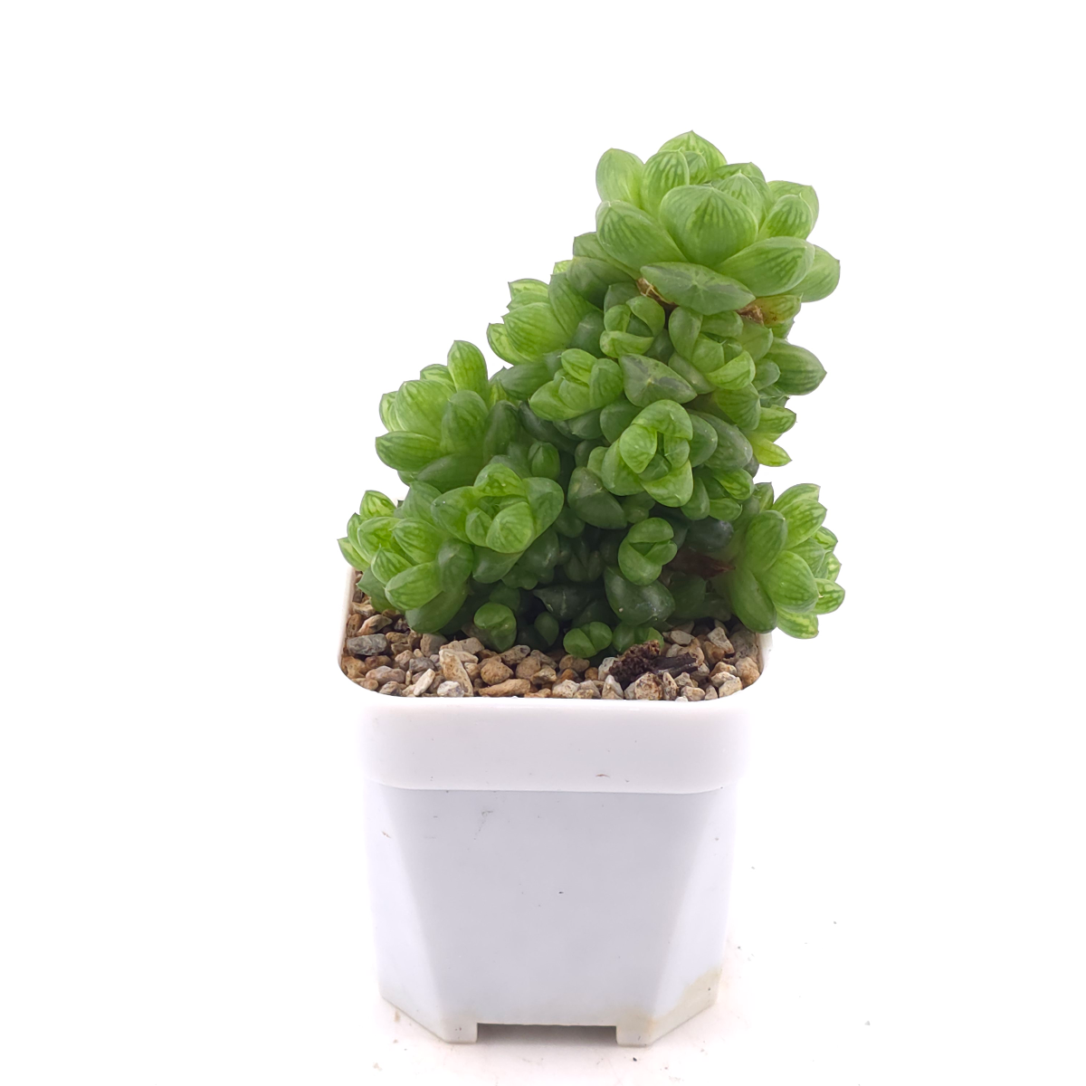 Haworthia cooperi | 草玉露 thumbnail 3