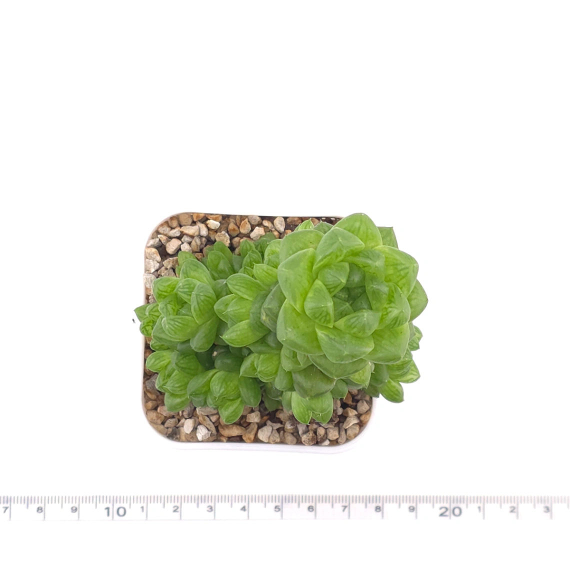Haworthia cooperi | 草玉露 thumbnail 4
