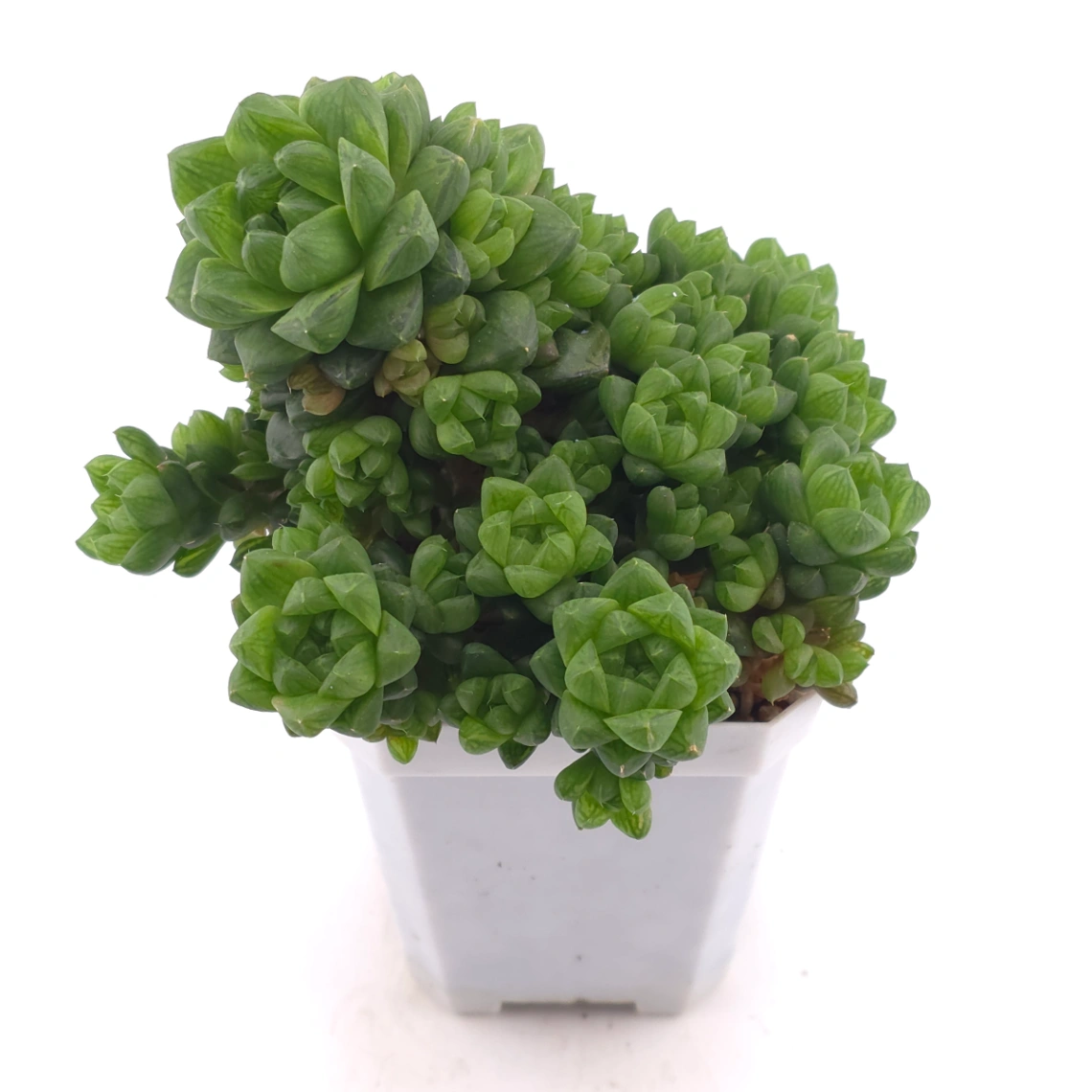 Haworthia cooperi | 草玉露 thumbnail 2