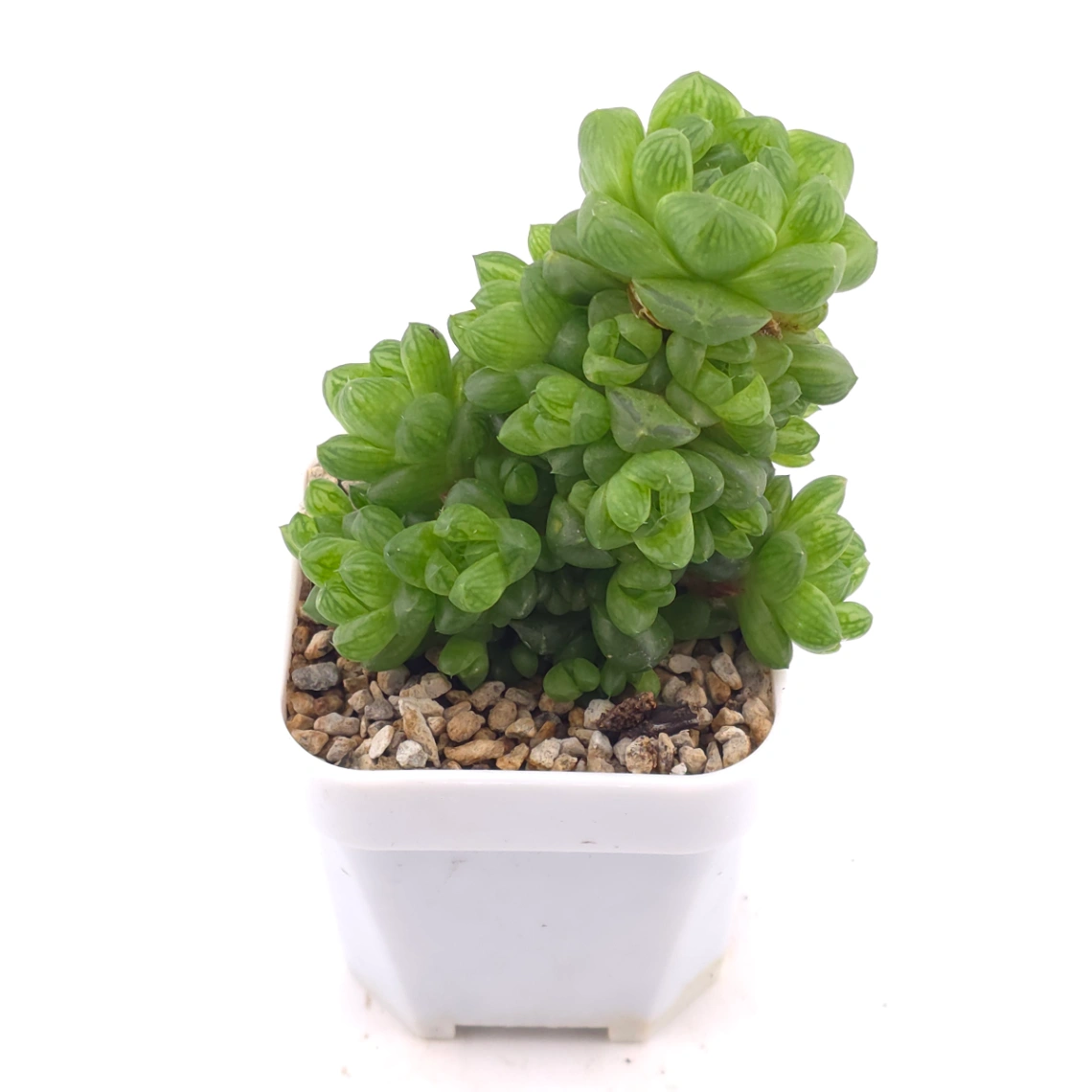 Haworthia cooperi | 草玉露 thumbnail 2
