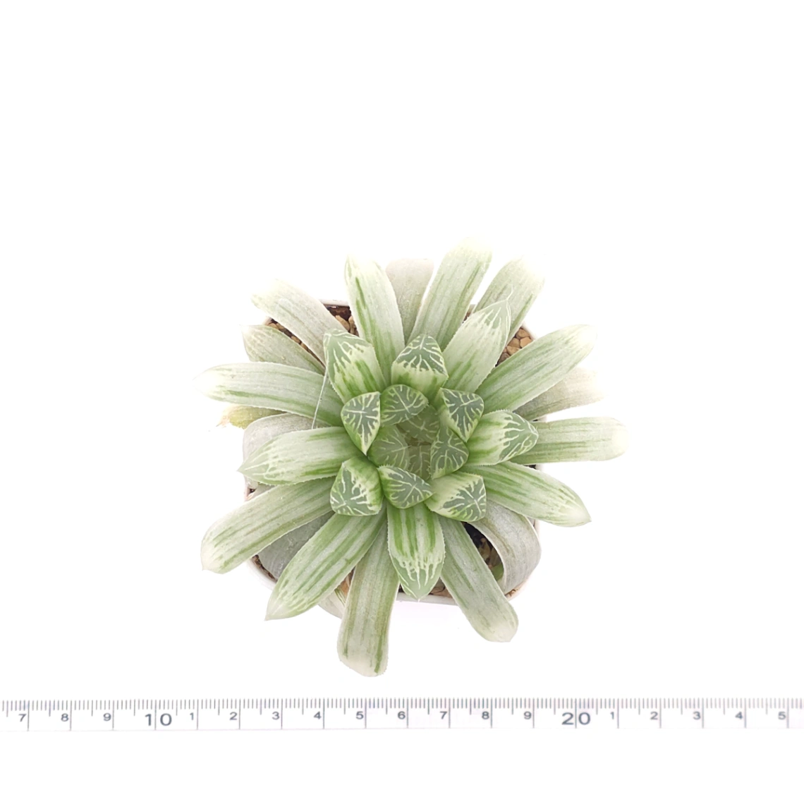 Haworthia cooperi variegated | 白斑玉露錦 thumbnail 4