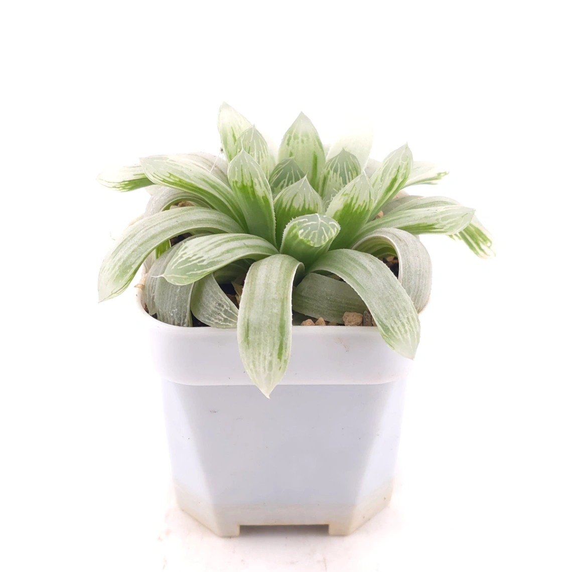 Haworthia cooperi variegated | 白斑玉露錦 thumbnail 3
