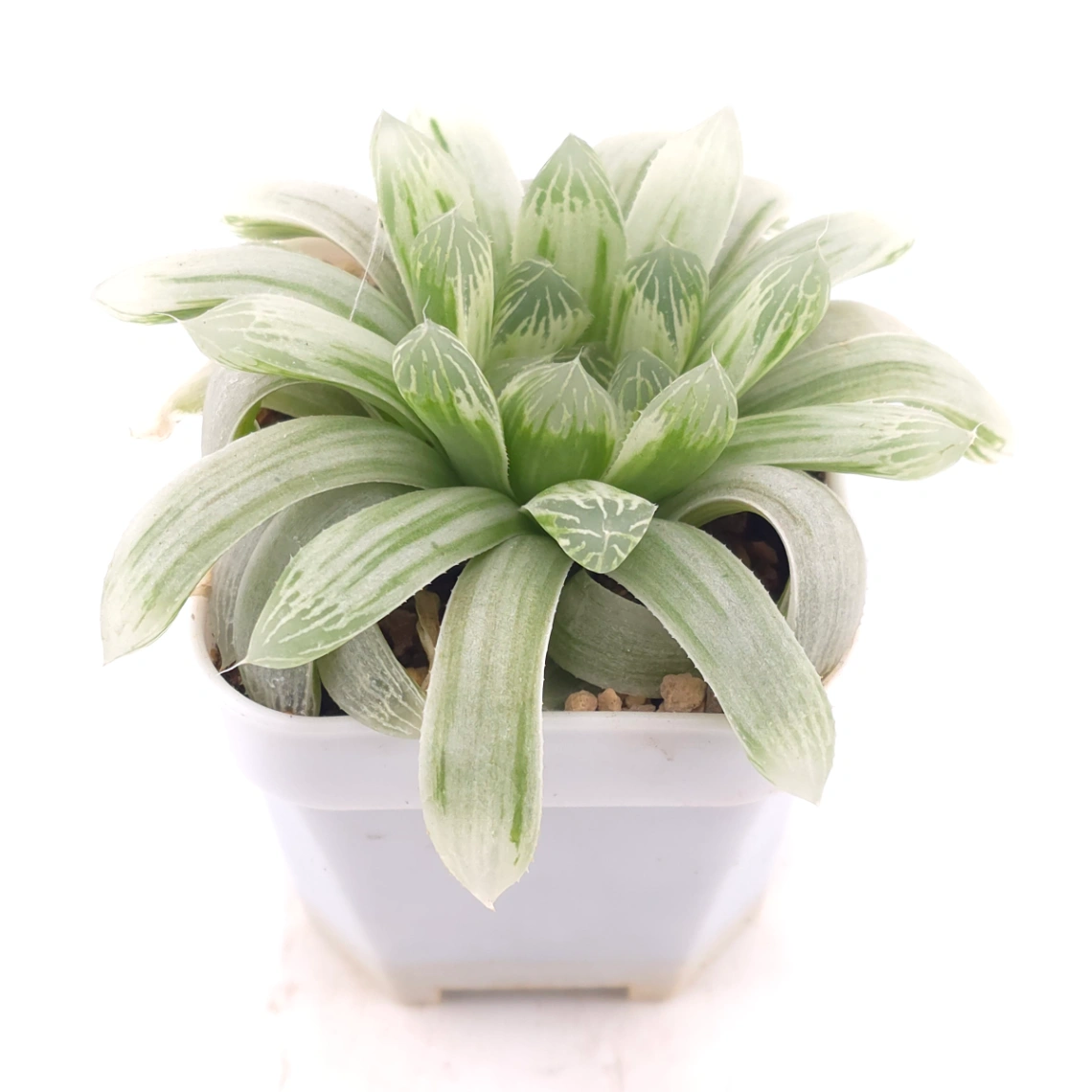 Haworthia cooperi variegated | 白斑玉露錦 thumbnail 2