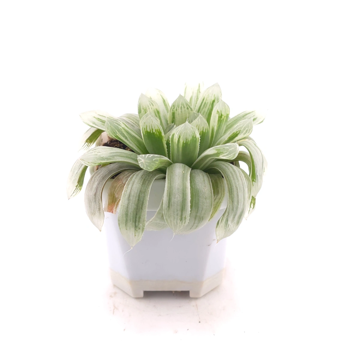 Haworthia cooperi variegated | 白斑玉露錦 thumbnail 3