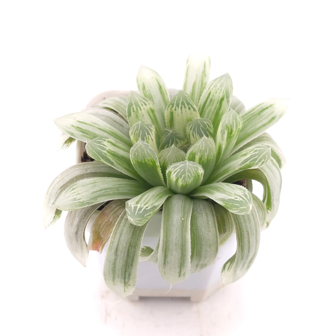 Haworthia cooperi variegated | 白斑玉露錦 thumbnail 2