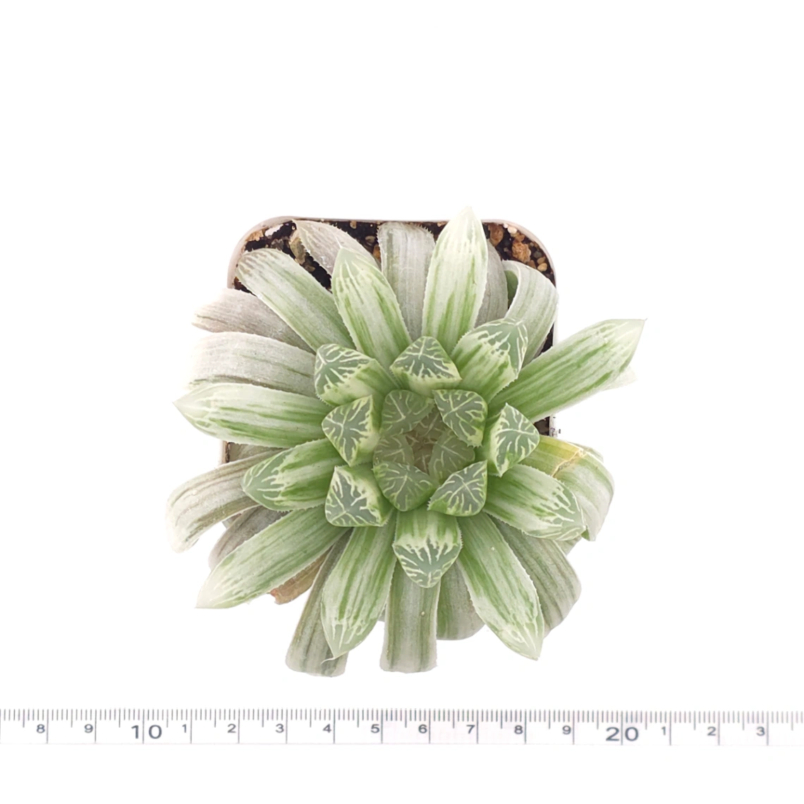 Haworthia cooperi variegated | 白斑玉露錦 thumbnail 4