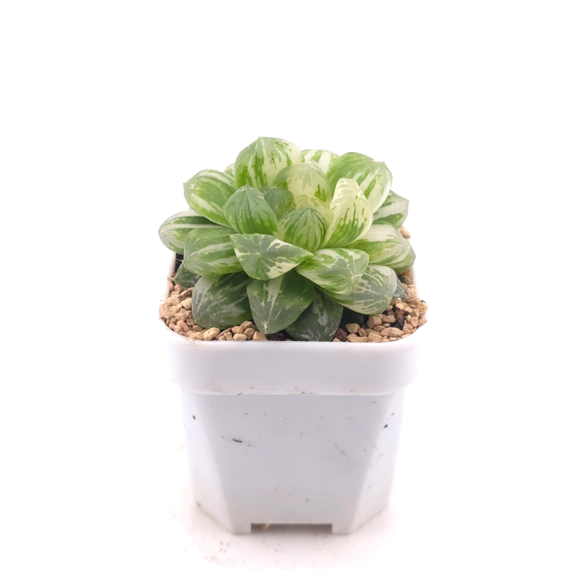 Haworthia Emerald Marine variegated | 碧海玉露锦 thumbnail 3