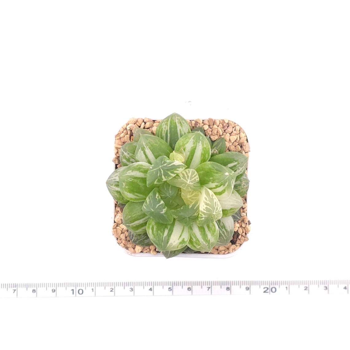 Haworthia Emerald Marine variegated | 碧海玉露锦 thumbnail 4