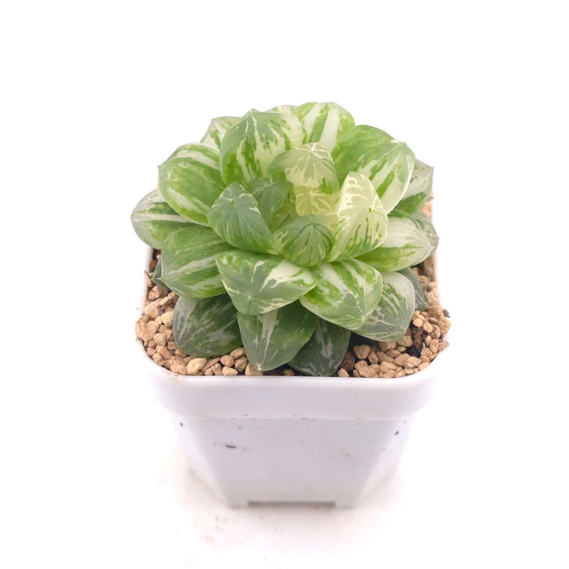 Haworthia Emerald Marine variegated | 碧海玉露锦 thumbnail 2