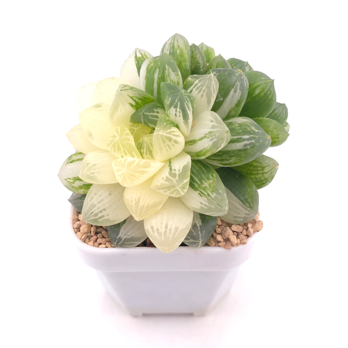 Haworthia Hanabi Variegated | 花火玉露錦 thumbnail 2