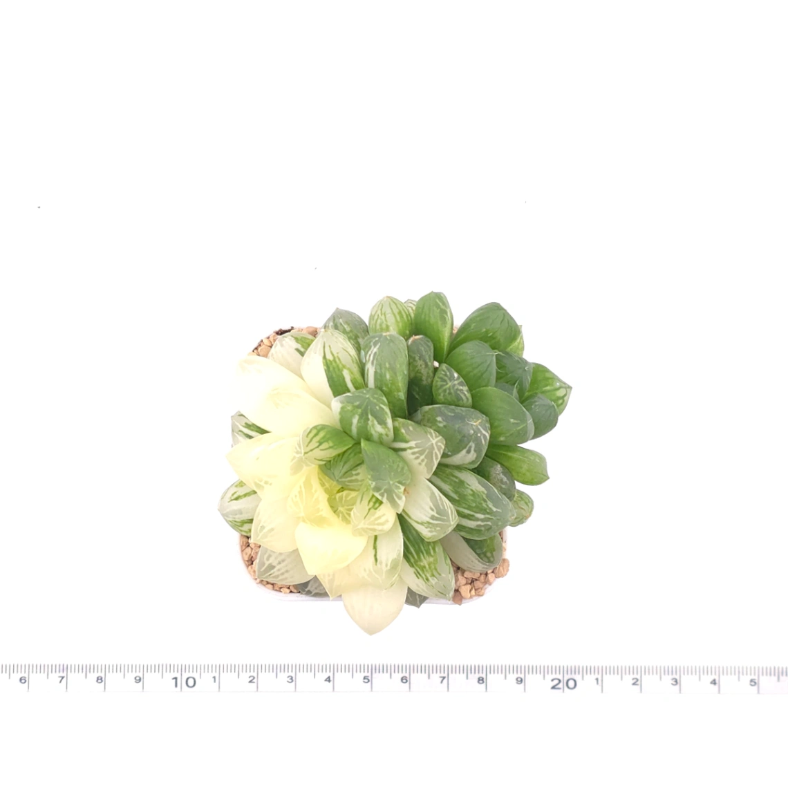Haworthia Hanabi Variegated | 花火玉露錦 thumbnail 4