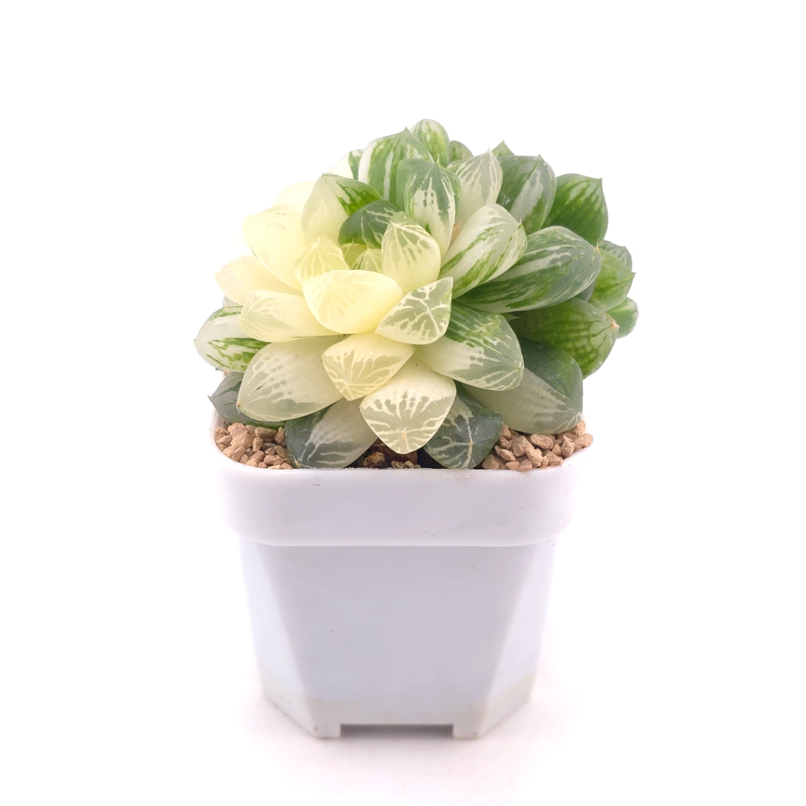 Haworthia Hanabi Variegated | 花火玉露錦 thumbnail 3