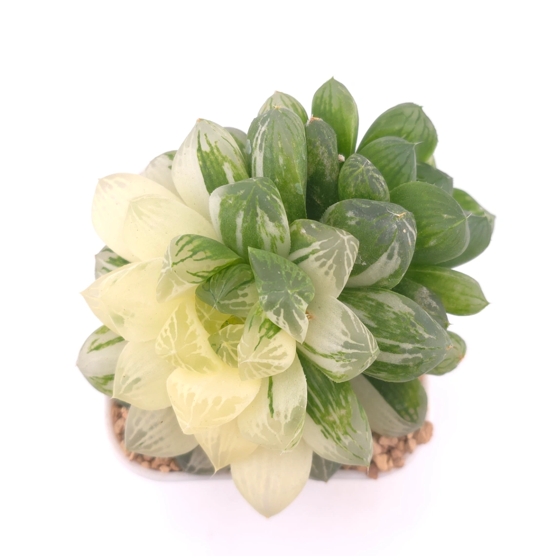 Haworthia Hanabi Variegated | 花火玉露錦 - View 1