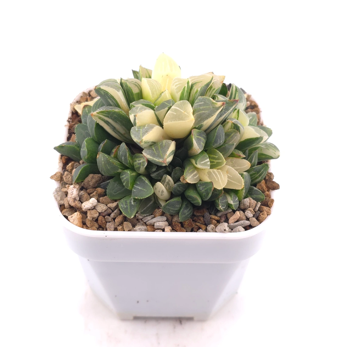 Haworthia Heidelbergensis Variegated | 姬壽錦 thumbnail 2