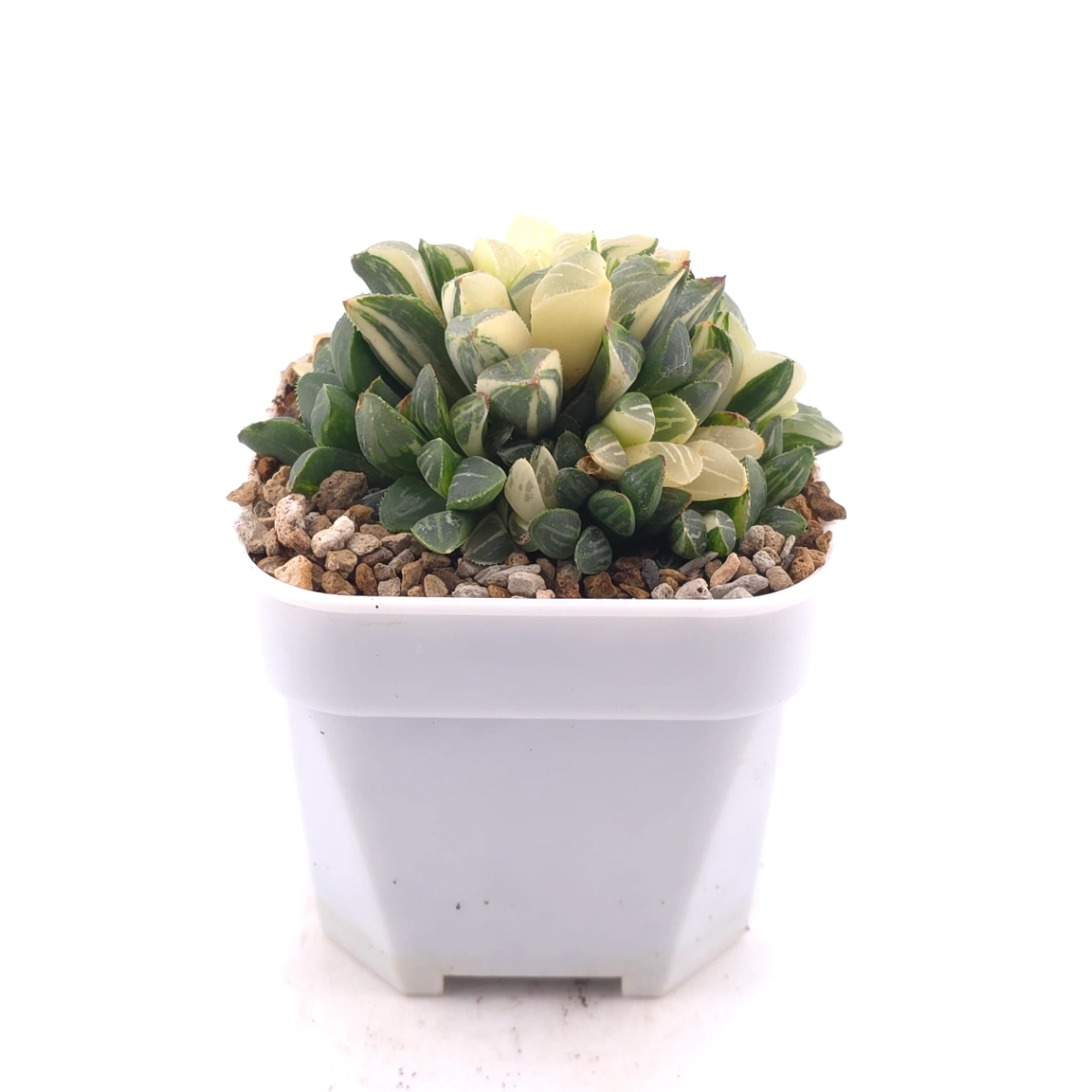 Haworthia Heidelbergensis Variegated | 姬壽錦 thumbnail 3