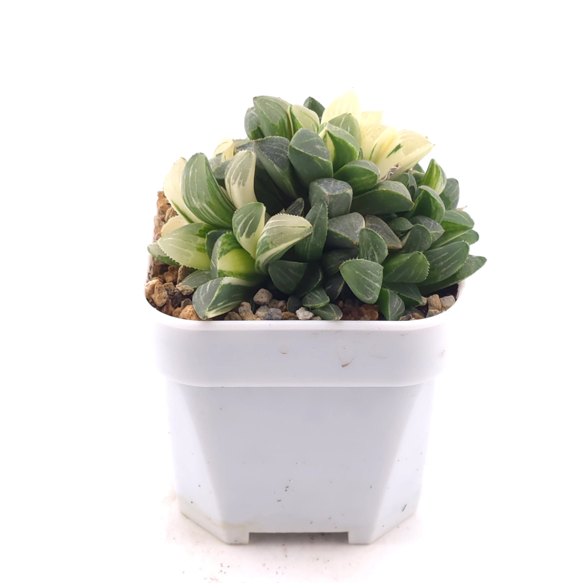 Haworthia Heidelbergensis Variegated | 姬壽錦 thumbnail 3