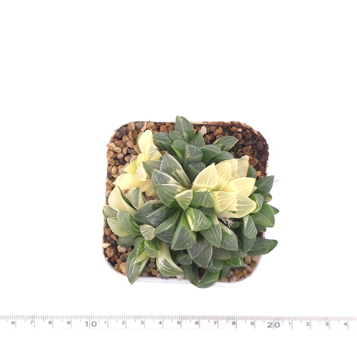 Haworthia Heidelbergensis Variegated | 姬壽錦 thumbnail 4