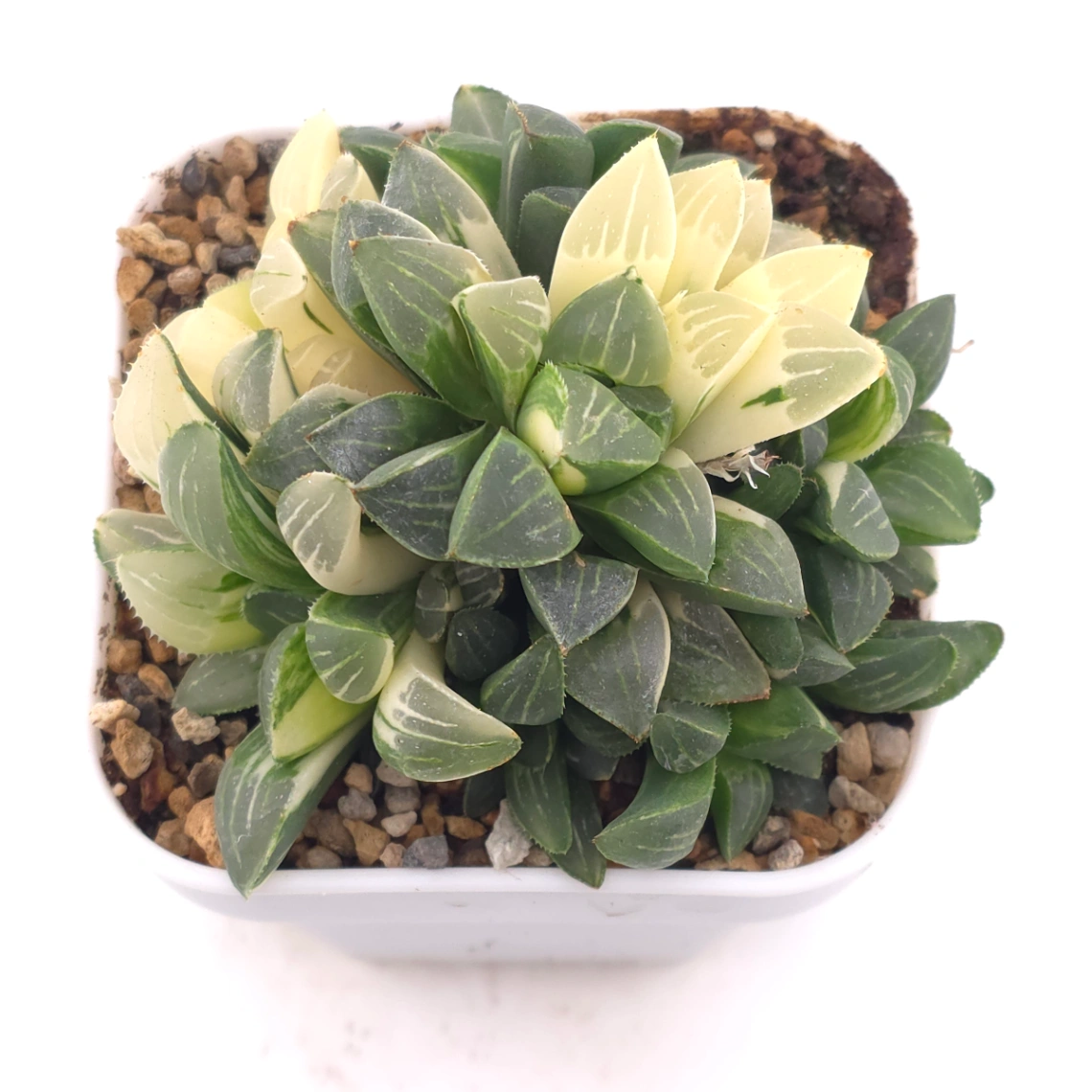 Haworthia Heidelbergensis Variegated | 姬壽錦 - View 1