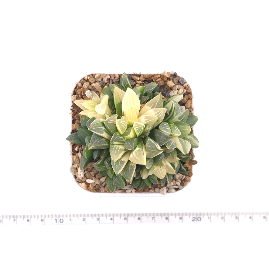 Haworthia Heidelbergensis Variegated | 姬壽錦 thumbnail 4