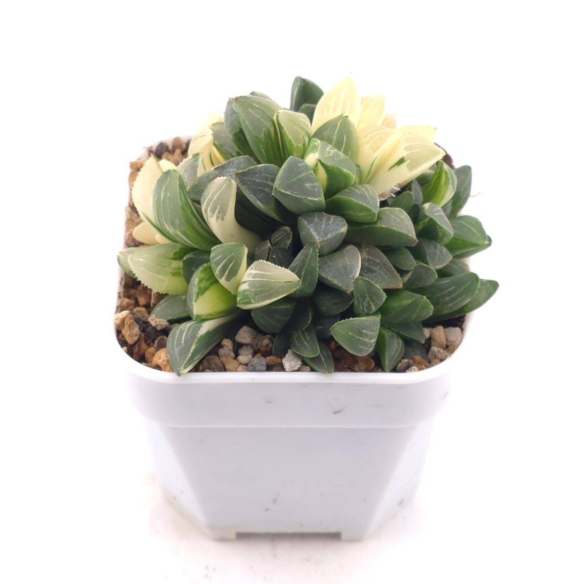 Haworthia Heidelbergensis Variegated | 姬壽錦 thumbnail 2