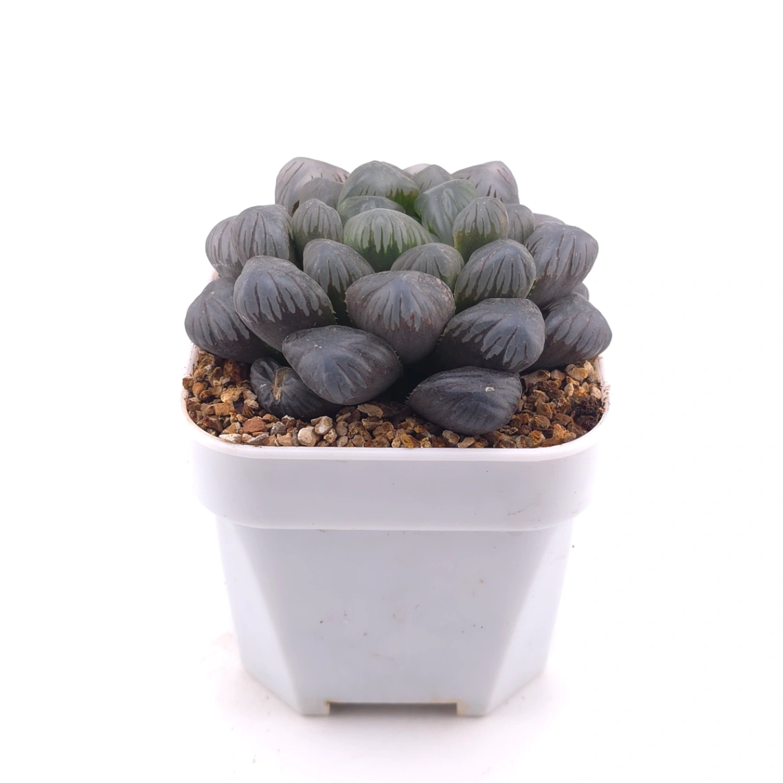 Haworthia ‘Ice Lamp’ | 冰燈 thumbnail 3