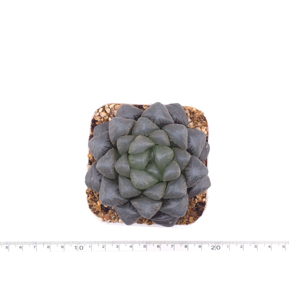 Haworthia ‘Ice Lamp’ | 冰燈 thumbnail 4