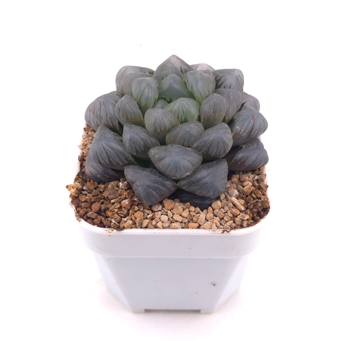 Haworthia ‘Ice Lamp’ | 冰燈 thumbnail 2