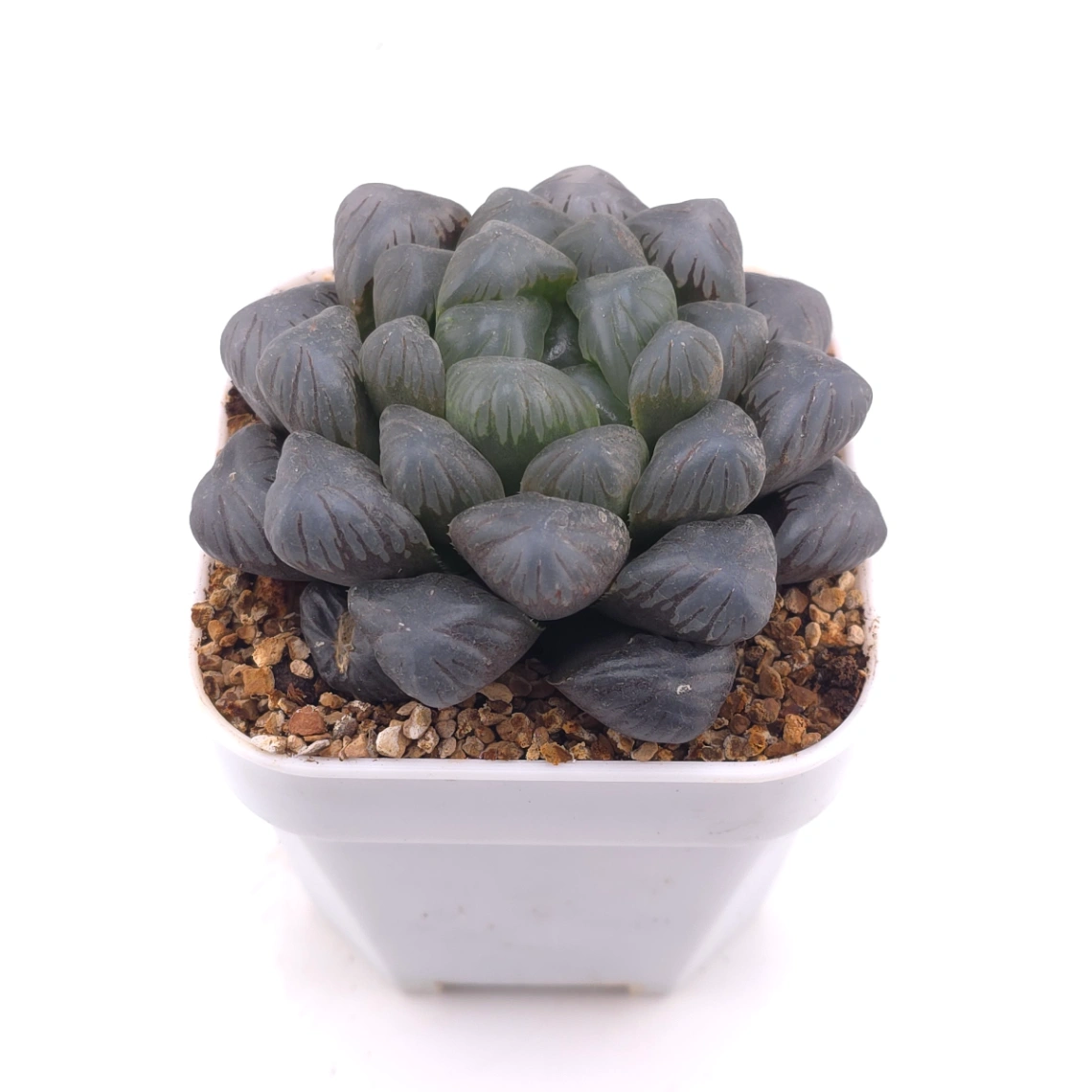 Haworthia ‘Ice Lamp’ | 冰燈 thumbnail 2