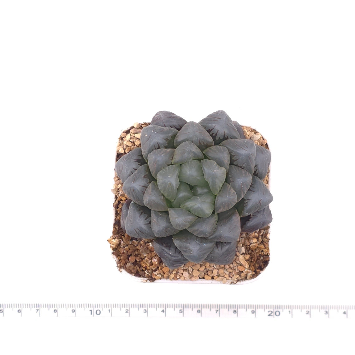 Haworthia ‘Ice Lamp’ | 冰燈 thumbnail 4