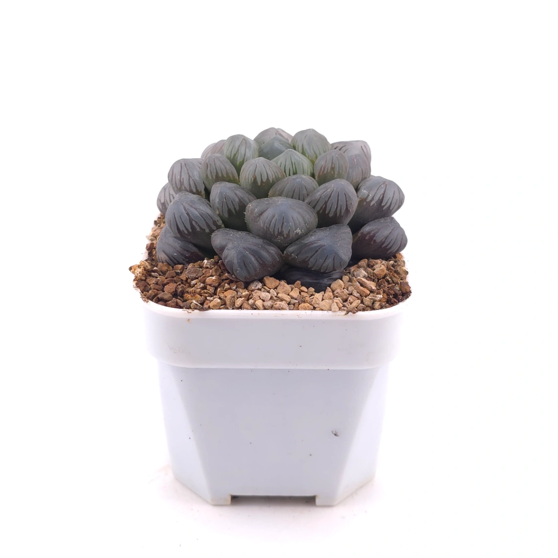 Haworthia ‘Ice Lamp’ | 冰燈 thumbnail 3