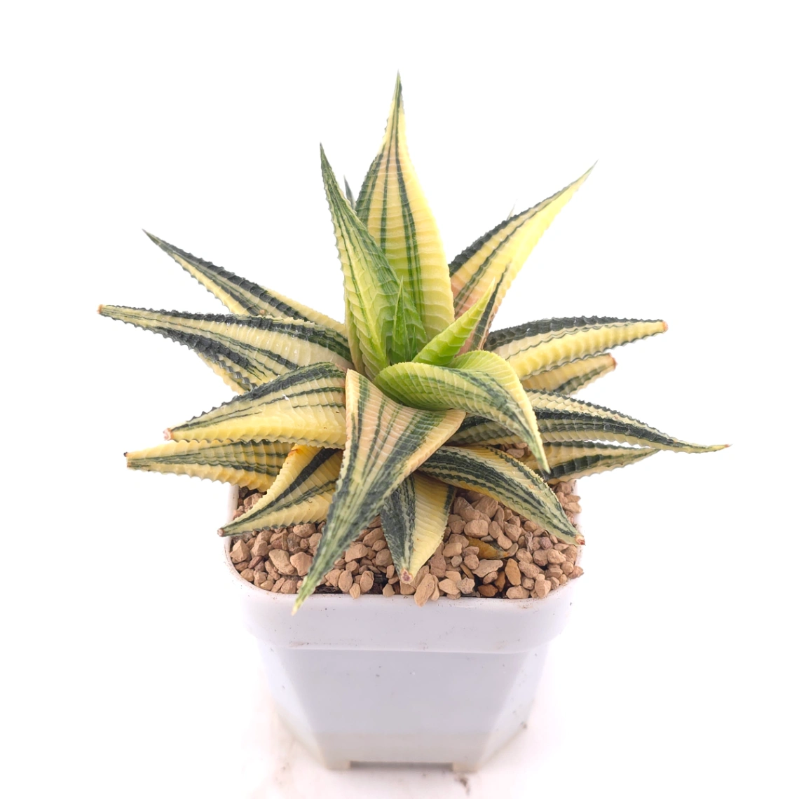 Haworthia limifoli Variegated | 琉璃殿錦 thumbnail 2