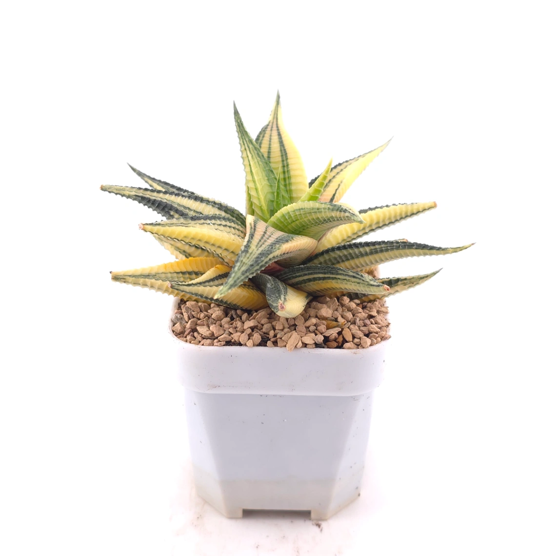 Haworthia limifoli Variegated | 琉璃殿錦 thumbnail 3