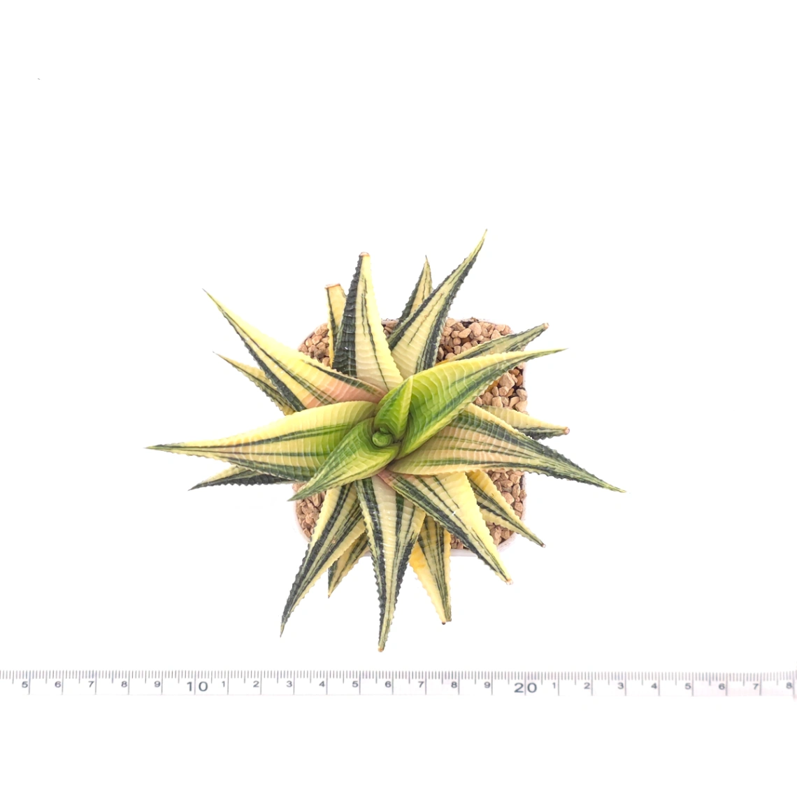 Haworthia limifoli Variegated | 琉璃殿錦 thumbnail 4