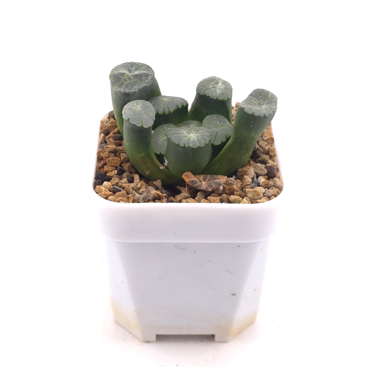 Haworthia maughanii | 萬象 thumbnail 3