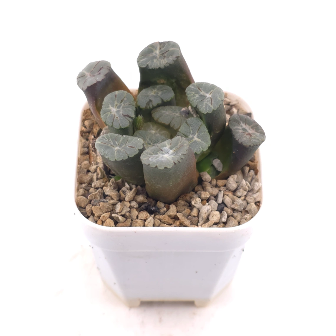 Haworthia maughanii | 萬象 thumbnail 2