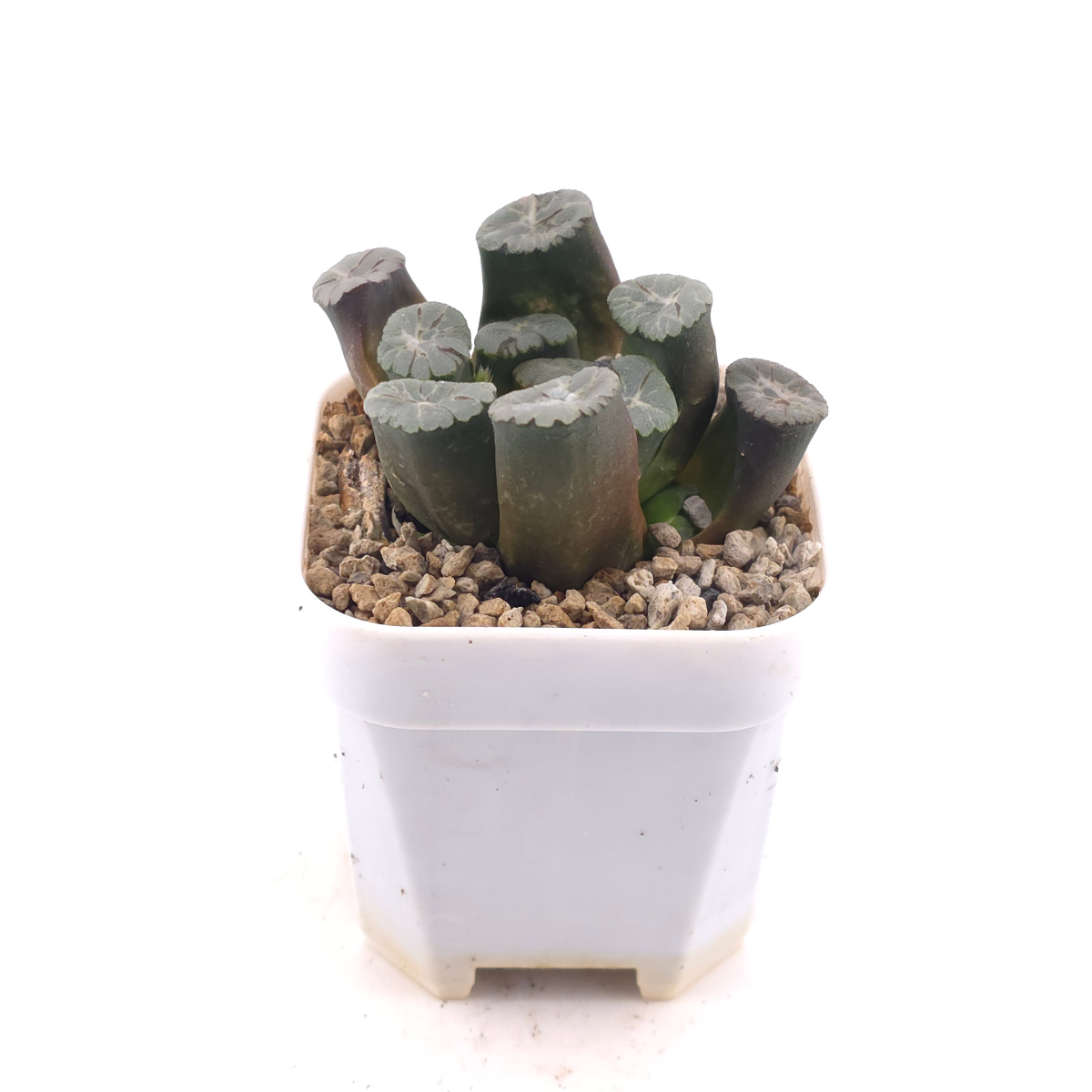 Haworthia maughanii | 萬象 thumbnail 3